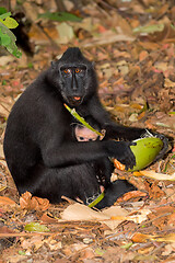 Image showing sulawesi monkey with baby Celebes crested macaque