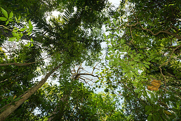 Image showing tree tops in the rain forrest north sulawesi, indonesia