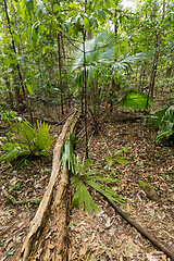 Image showing jungle in Tangkoko National Park, Indonesia