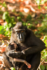 Image showing sulawesi monkey with baby Celebes crested macaque