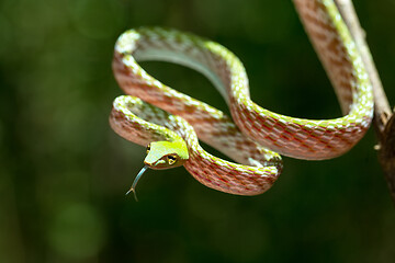 Image showing green Asian Vine Snake (Ahaetulla prasina)