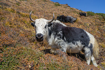 Image showing Yak or nak pasture on grass hills in Himalayas