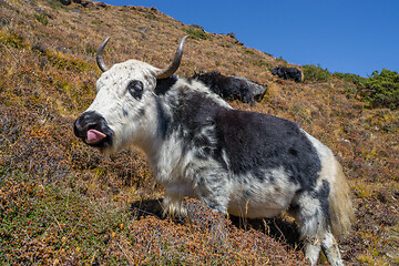 Image showing Yak or nak pasture on grass hills in Himalayas