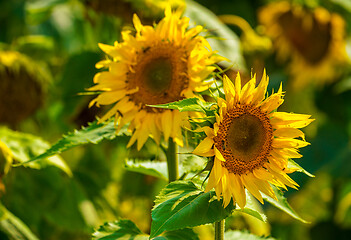 Image showing Sunflower and bees in the garden