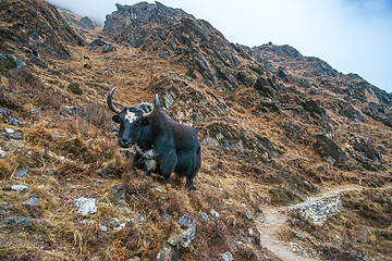 Image showing Yak or nak pasture on grass hills in Himalayas