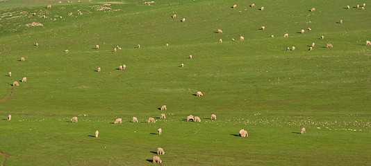 Image showing sheep in the field