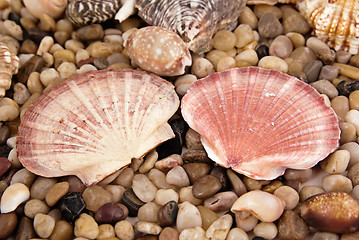 Image showing two big seashells