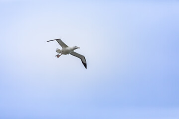 Image showing Albatross bird in the sky