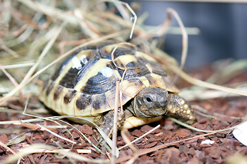 Image showing Griechische Landschildkröte  Hermann's tortoise  (Testudo hermanni boettgeri)  