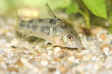 Image showing Marmorierter Panzerwels  Marbled catfish  (Corydoras paleatus) 