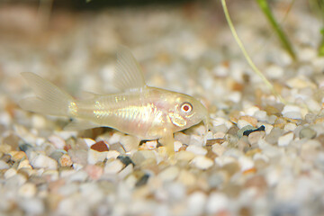 Image showing Albino Panzerwels  Albino catfish  (Corydoras paleatus)  