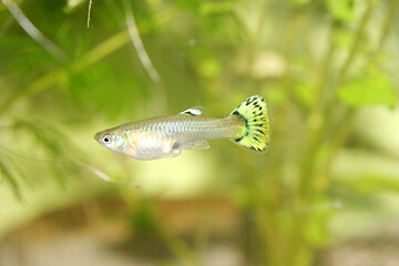 Image showing Guppy   (Poecilia reticulata) 