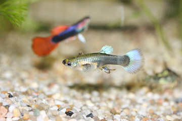 Image showing Guppy   (Poecilia reticulata) 