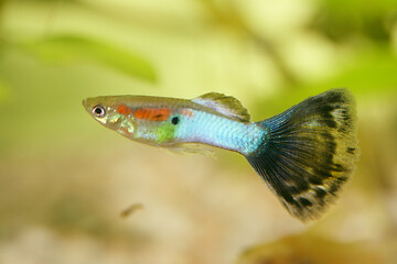 Image showing Guppy   (Poecilia reticulata)