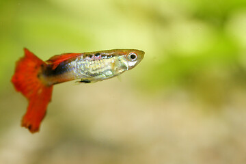 Image showing Guppy   (Poecilia reticulata)