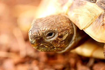 Image showing Griechische Landschildkröte  Hermann's tortoise  (Testudo hermanni boettgeri)  