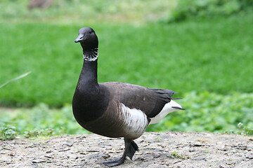 Image showing Pazifische Ringelgans   Brent Goose  (Branta bernicla bernicla)  