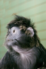 Image showing Haubenlanguren Lutung  (Trachypithecus) 