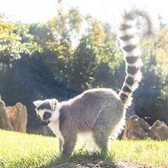 Image showing Ring tailed lemur on meadow illuminated by afternoon sun