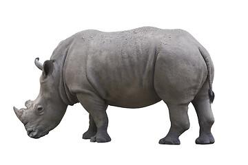 Image showing Rhinoceros isolated over white