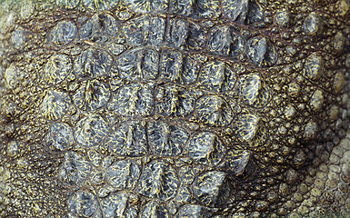 Image showing Crocodile skin, close-up