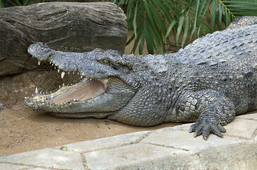 Image showing Laying crocodile in a zoo