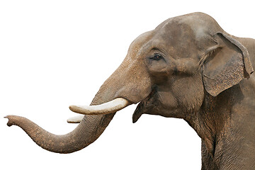 Image showing Head of an elephant, isolated