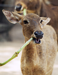 Image showing Antelope eating bamboo