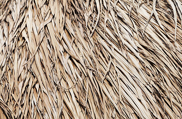 Image showing Thatched roof texture