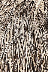 Image showing Thatched roof texture