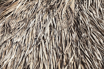 Image showing Thatched roof texture