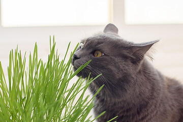 Image showing Domestic cat sniffs grass from sprouted oats