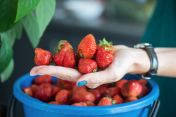 Image showing Ripe delicious strawberries