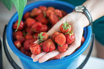 Image showing Ripe delicious strawberries