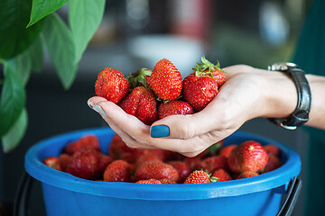 Image showing Ripe delicious strawberries