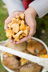 Image showing hands with mushrooms and basket in forest