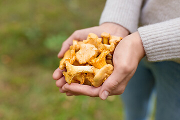 Image showing close up of woman hands with mushrooms in forest