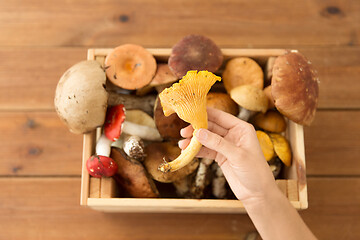 Image showing hand holding chanterelle over box of mushrooms