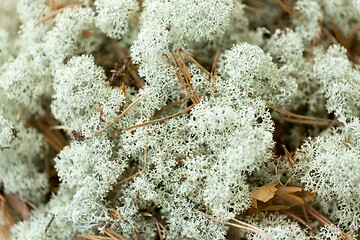 Image showing close up of reindeer lichen moss