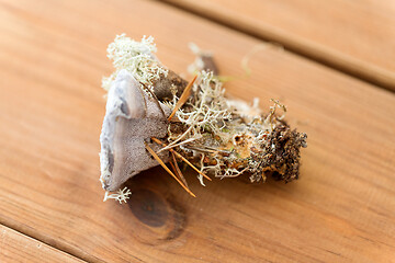 Image showing hydnellum fungus on wooden background