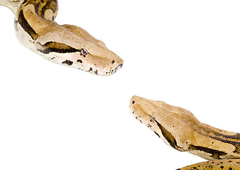 Image showing Boas Meeting