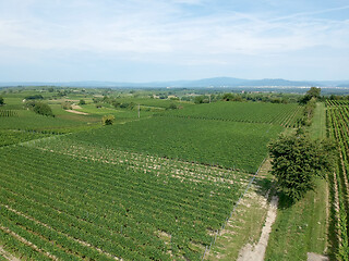 Image showing aerial view of a vineyard in Breisgau, Germany