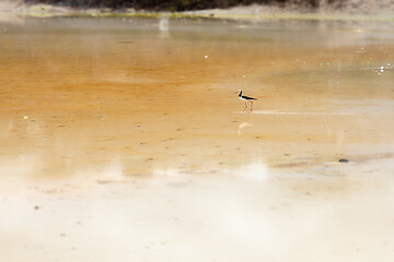 Image showing Pied Stilt in New Zealand standing in water