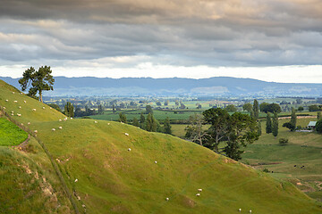 Image showing typical rural landscape in New Zealand