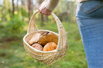 Image showing close up of woman picking mushrooms in forest