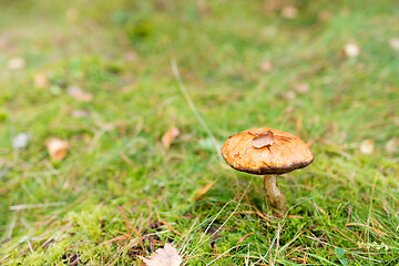 Image showing brown cap boletus mushroom in autumn forest