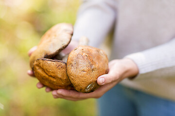 Image showing close up of woman holding mushrooms in forest