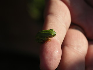 Image showing little frog