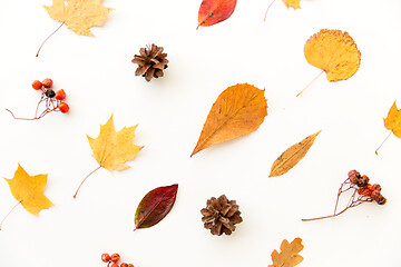 Image showing dry autumn leaves, rowanberries and pine cones