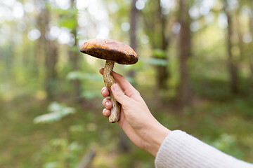 Image showing close up of female hand with mushroom in forest